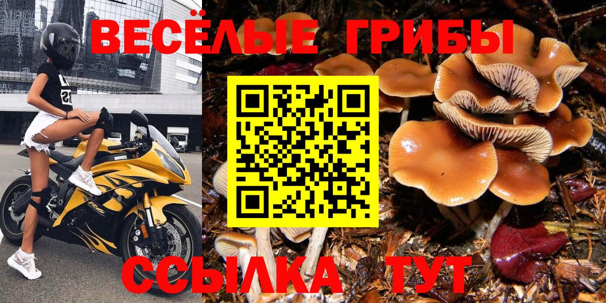 Галлюциногенные грибы Psilocybe Чапаевск